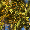 10 CANARY ISLAND Date PALM Phoenix Canariensis Tree Seeds