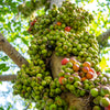 30 CLUSTER FIG Ficus Racemosa Red River Indian Guilar Tree Houseplant Seeds