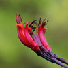 10 Purple NEW ZEALAND FLAX Phormium Tenax Purpureum Ornamental Grass Flower Seeds