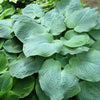 10 HOSTA ELEGANS Shade Lover Flower Seeds