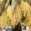 Pygmy Date Palm Seeds – Phoenix Roebelenii Dwarf Miniature Ornamental Fruit Tree Houseplant – photo 4
