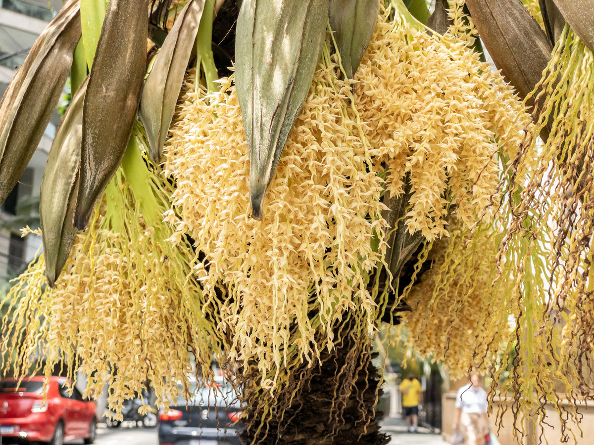 Pygmy Date Palm Seeds – Phoenix Roebelenii Dwarf Miniature Ornamental Fruit Tree Houseplant – photo 4