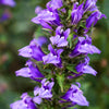 500 GREAT BLUE LOBELIA Lobelia Siphilitica Flower Seeds