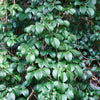 50 Schizophragma Hydrangeoides Seeds – White Japanese Hydrangea Vine
