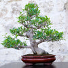 50 WEEPING FIG Ficus Benjamina Benjamin Indian Rubber Tree Houseplant Seeds