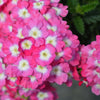 100 MIXED COLORS VERBENA Hybrida Compacta Flower Seeds