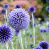 25 Blue GLOBE THISTLE Echinops Ritro Southern Globethistle Pollinator Flower Seeds