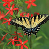20 ROYAL RED CATCHFLY Hummingbird & Endangered Native Flower Silene Regia Seeds