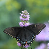 200 PURPLE WOOD MINT Blephilia Ciliata Downy Pagoda Horsemint Herb Flower Seeds