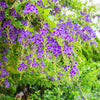 10 GOLDEN DEWDROP Duranta Erecta Repens Golden Foliage Blue Violet Purple White Flower Orange Ornamental Berry Shrub Seeds