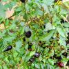 25 BLACK HUNGARIAN PEPPER Capsicum Annuum Mildly Hot Vegetable Seeds