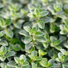 2000 SWEET MARJORAM Origanum Majorana Herb Flower Seeds