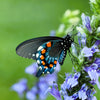 500 GREAT BLUE LOBELIA Lobelia Siphilitica Flower Seeds