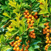 10 GOLDEN DEWDROP Duranta Erecta Repens Golden Foliage Blue Violet Purple White Flower Orange Ornamental Berry Shrub Seeds