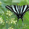 White Worled (Horesetail) Milkweed Asclepias Verticillata Flower Seeds – photo 8