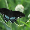 200 RATTLESNAKE MASTER / Button Snakeroot  Eryngium Yuccifolium Flower Seeds