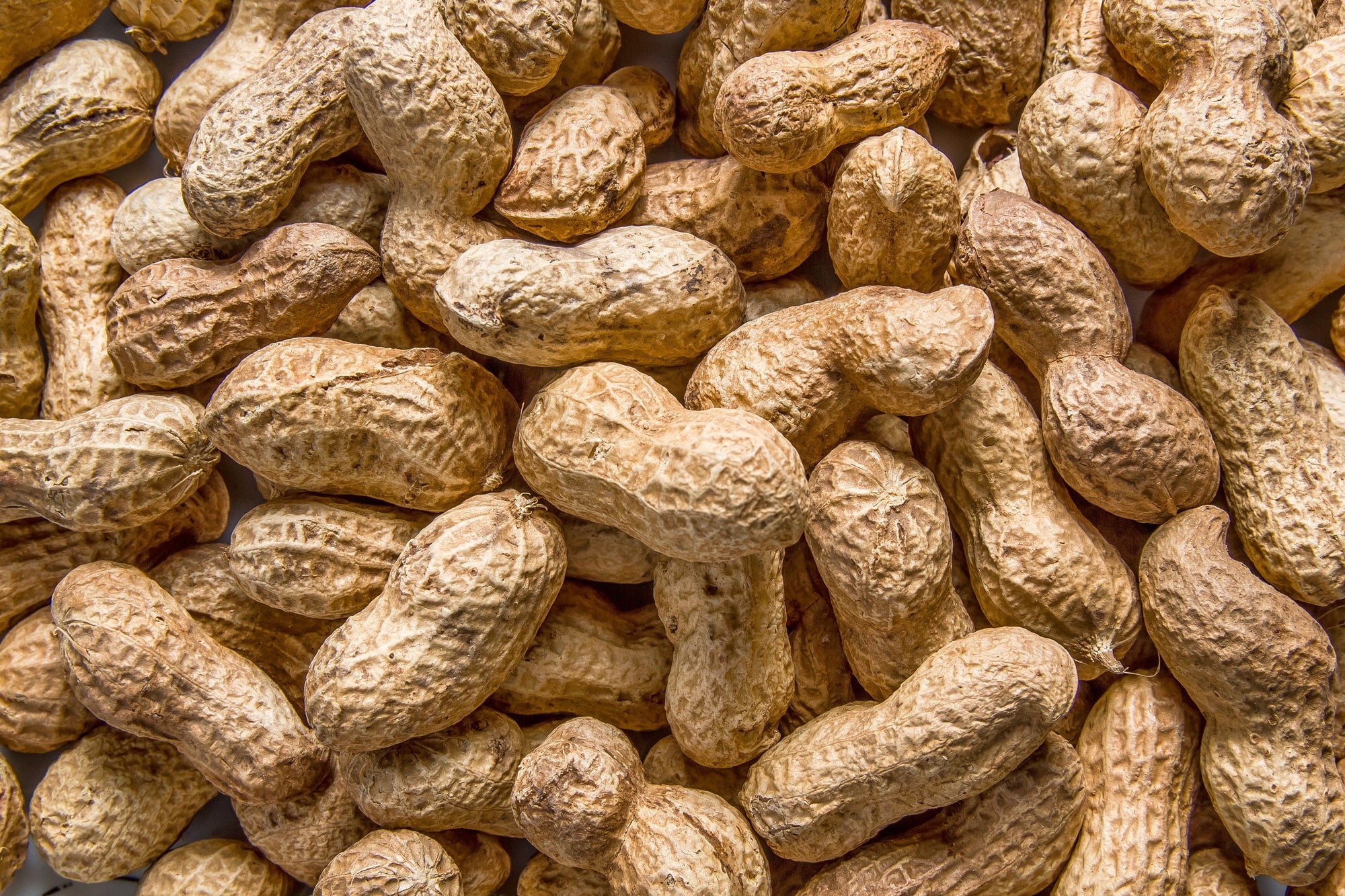 15 Seeds ' JUMBO ' VIRGINIA PEANUT Arachis Hypogaea Perennial Nut Plant