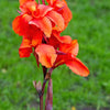 5 ORANGE CANNA LILY Indian Shot Arrowroot Canna Indica Flower Seeds