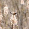50 CATTAILS Cat Tails Typha Latifolia Water Pond Grass Flower Seeds