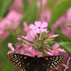 20 PRAIRIE PHLOX Pilosa Mixed Colors Pink Purple White Native Flower Seeds
