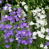 500 TELHAM BEAUTY BELLFLOWER Blue Peach Leaved Campanula Persicifolia Flower Seeds
