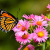 100 Pink NEW ENGLAND ASTER Aster Novae var Angliae Flower Seeds