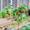 100 SWEET CHERRY PEPPER Red Chili Capsicum Annuum Vegetable Seeds