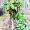 100 SWEET CHERRY PEPPER Red Chili Capsicum Annuum Vegetable Seeds