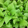 250 AZTEC TOBACCO Midewiwan Sacred Nicotiana Rustica Yellow Flower Herb Seeds