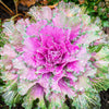 60 ORNAMENTAL KALE MIXED Colors Brassica Oleracea Flower Seeds