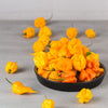 10 Yellow CAROLINA REAPER PEPPER World's Hottest Capsicum Chinense Hot Chili Vegetable Seeds