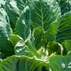 Georgia Collards (Southern Seeds – or Walking Collards) Collard Greens Brassica Oleracea Acephala Vegetable – photo 3