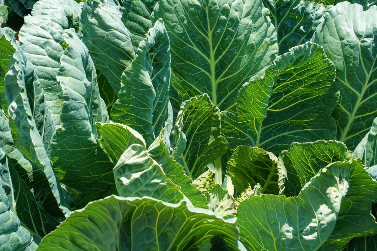 Georgia Collards (Southern Seeds – or Walking Collards) Collard Greens Brassica Oleracea Acephala Vegetable – photo 3