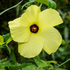 40 AMBRETTE / MUSK MALLOW Hibiscus Abelmoschus Moschatus Flower Seeds