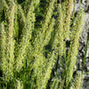 500 DERBY TIMOTHY GRASS Ornamental Phleum Pratense Seeds