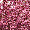 10 JAPANESE FLOWERING CHERRY Tree Oriental Prunus Serrulata Flower Seeds
