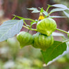 200 GRANDE Rio VERDE TOMATILLO Green Physalis Ixocarpa Vegetable Seeds