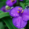 100 Purple OHIO SPIDERWORT (Widows Tears / Bluejacket) Tradescantia Ohiensis Flower Seeds