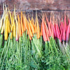 500 RAINBOW CARROT MIX White Red Yellow Purple Orange Daucus Carrota Seeds