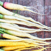 300 LUNAR WHITE CARROT Daucus Carota Vegetable Seeds