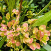 40 Mixed Colors FLORIDA HOPBUSH Dodonaea Viscosa Hawaiian Hopseed Flower Shrub Seeds