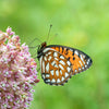 100 PINK MILKWEED Common Asclepias Syriaca Monarch Flower Seeds