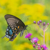 100 MISSOURI IRONWEED Monarch Flower Native Purple Vernonia Missurica Seeds