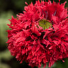 Red Oase Peony Poppy Seeds – Papaver Peoniflorum Double Flower – photo 6
