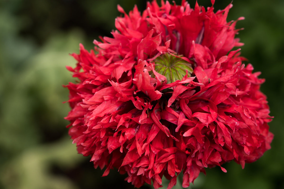 Red Oase Peony Poppy Seeds – Papaver Peoniflorum Double Flower – photo 6