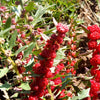 100 STRAWBERRY STICKS / SPINACH Chenopodium Foliosum Fruit Berry Seeds