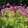 10 BLEEDING HEART - PINK Old Fashioned Dicentra Formosa Shade Flower Seeds