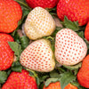 100 WHITE SOUL STRAWBERRY Fragaria Vesca Fruit Flower Berry Seeds