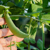 Super Sugar Snap Pea Seeds – Pisum Sativum Macrocarpon Vegetable – photo 4