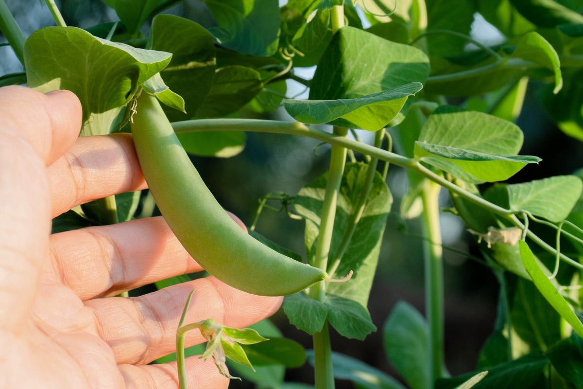 Super Sugar Snap Pea Seeds – Pisum Sativum Macrocarpon Vegetable – photo 4